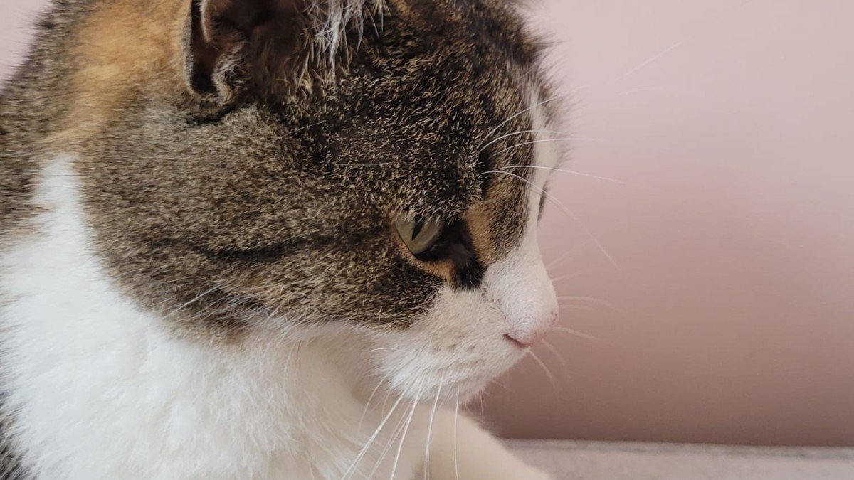 Poes