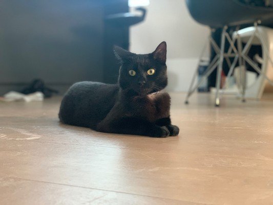 Wolfgang