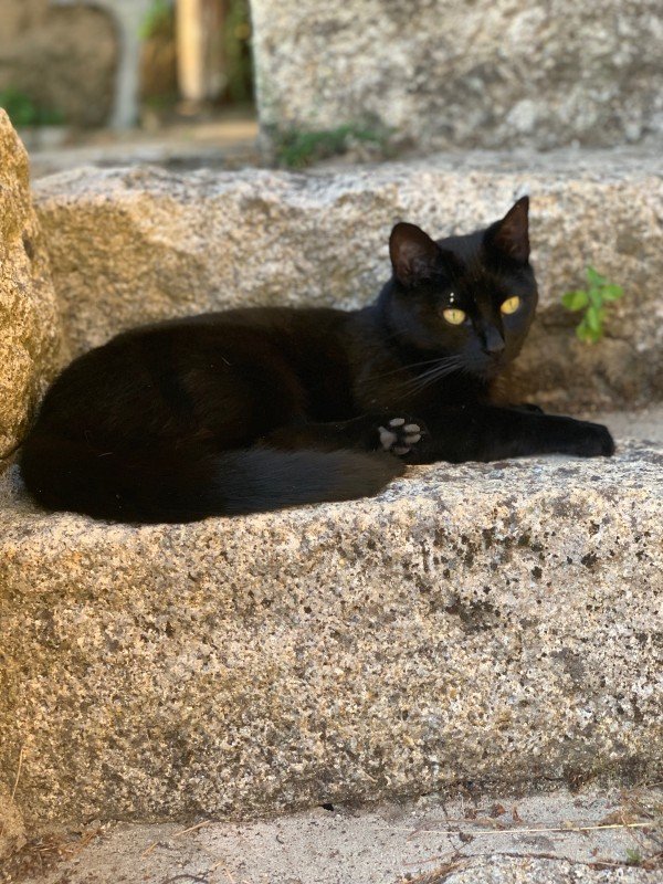 Wolfgang