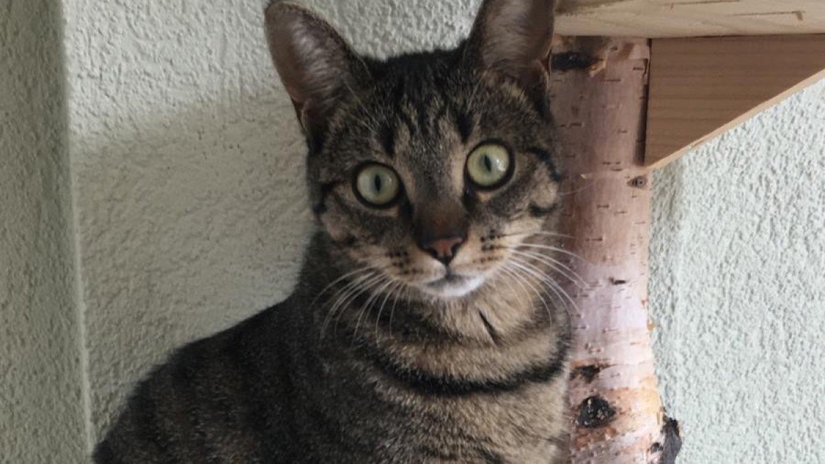 Bibi