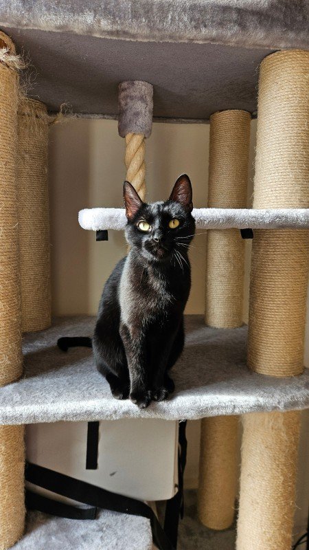 Bella