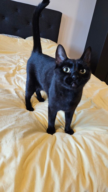 Bella