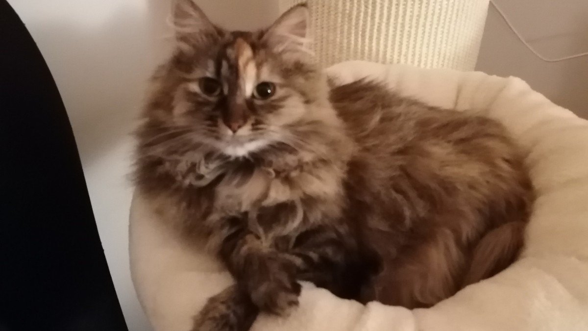 Kitty