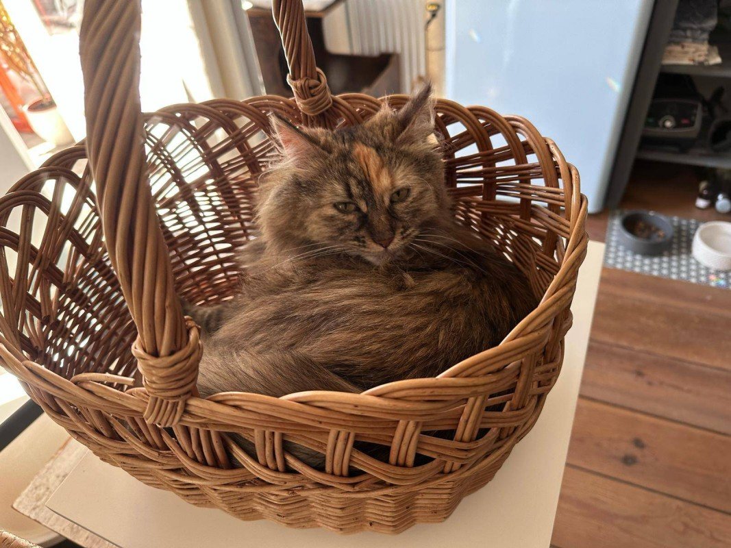 Kitty