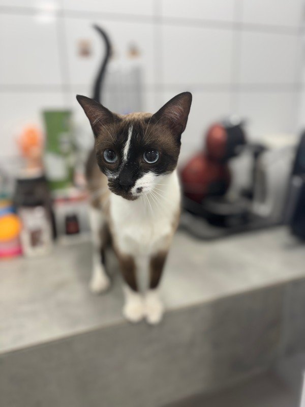 Cece