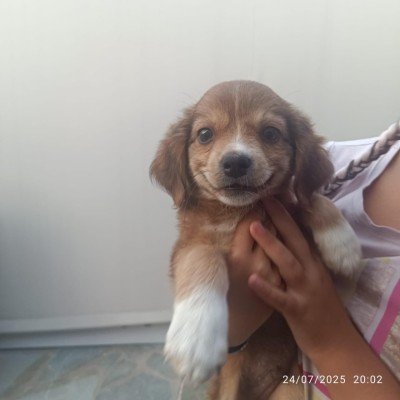 Tibbe