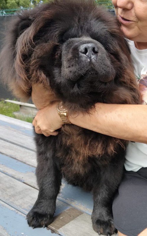 Lio