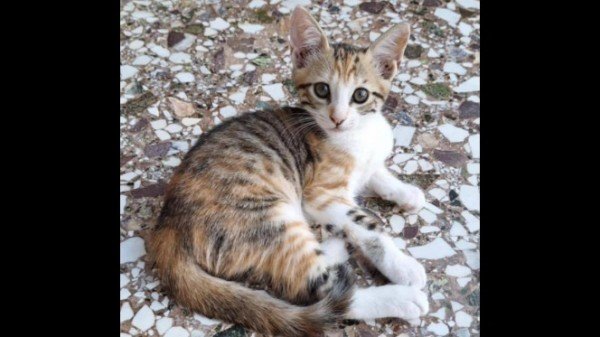 Hera
