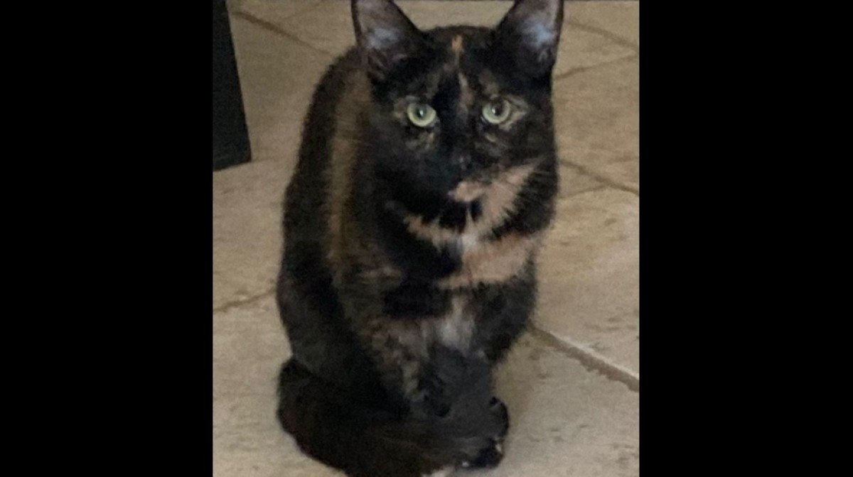 Diva