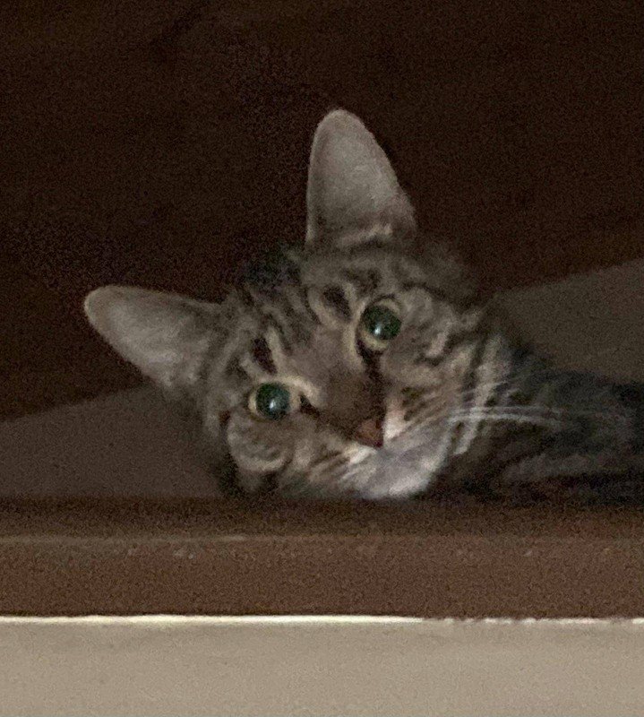 Devil