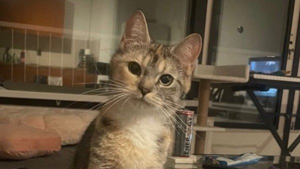 Milly