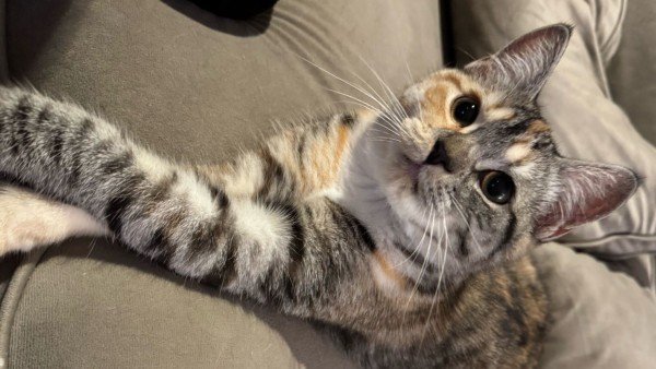 Milly