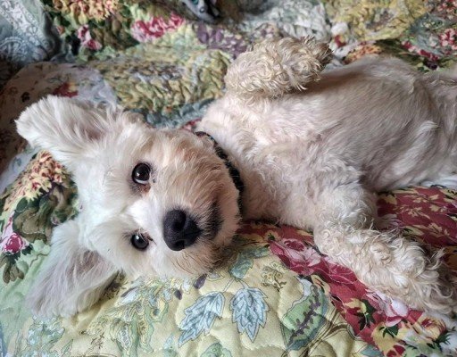 Toby