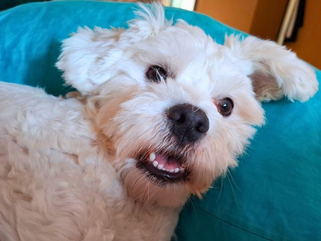 Toby