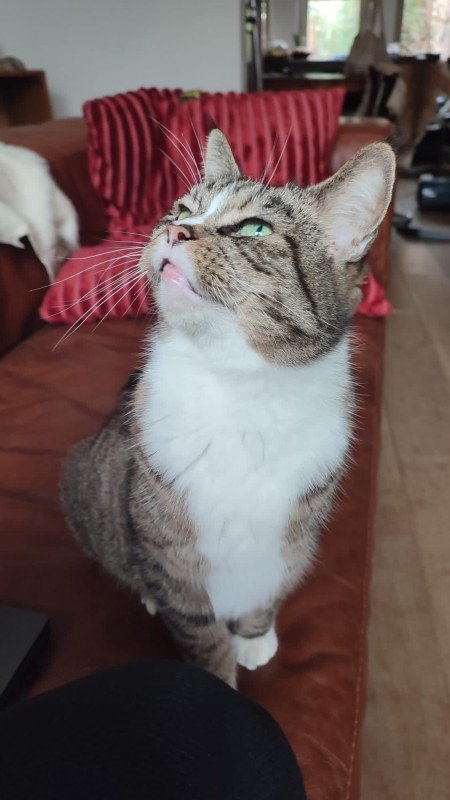 Lola