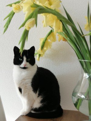 Lotje