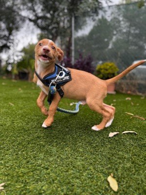 Churro