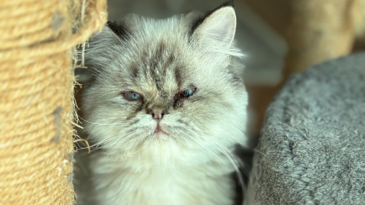 Whitey