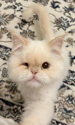 Custard