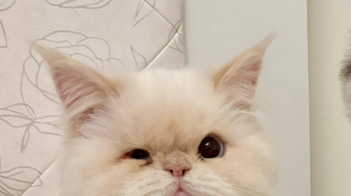 Custard