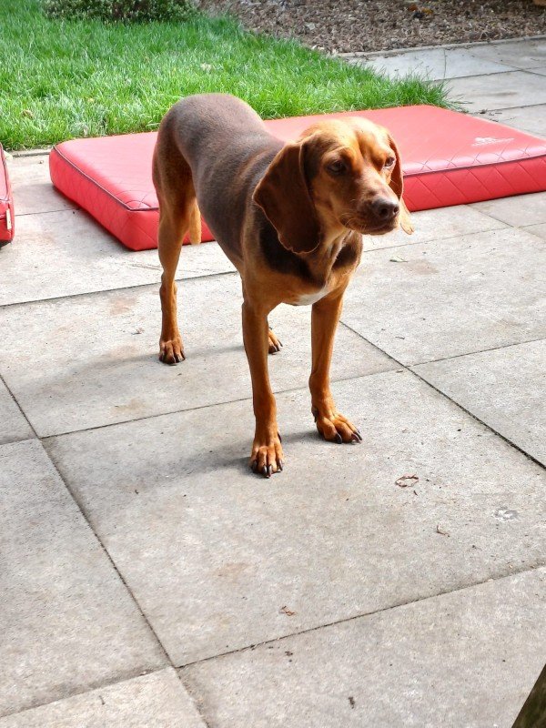 Stella