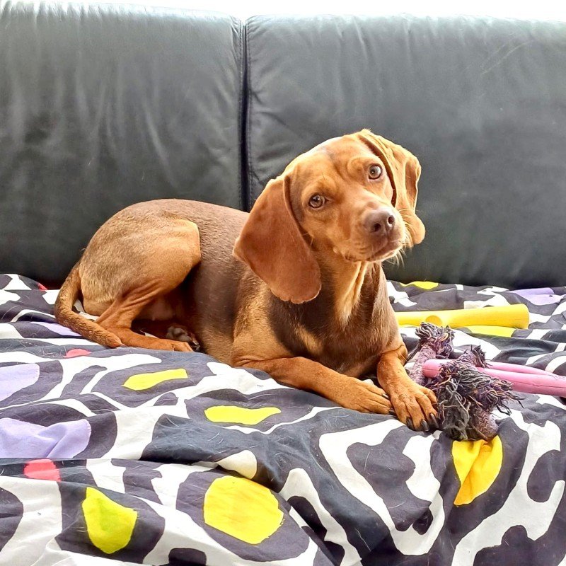 Stella