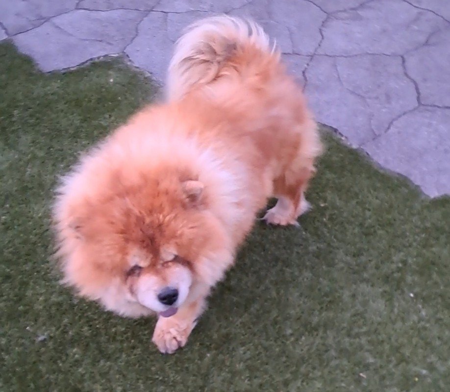 Milo