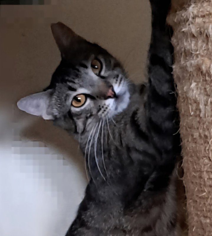 Gismo