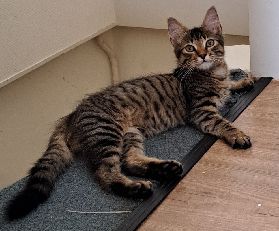 Loki