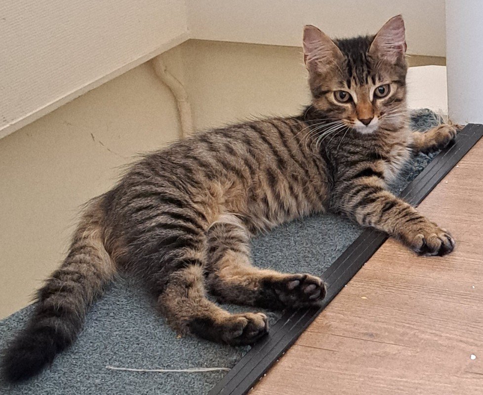 Loki