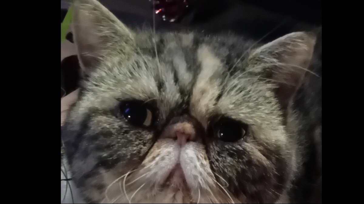 Freya