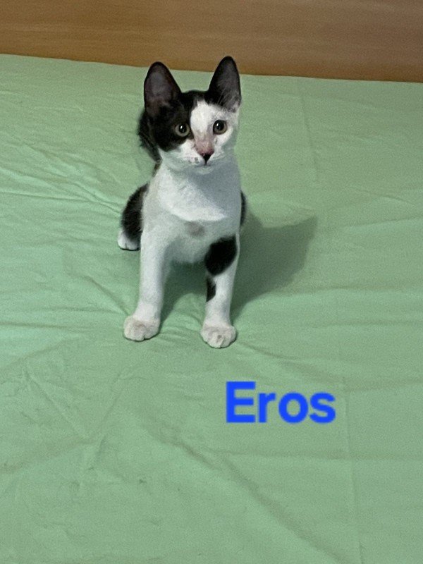 Eros
