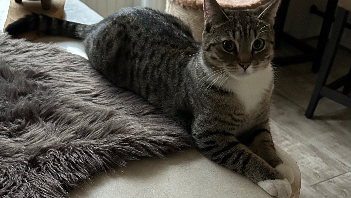 Diva