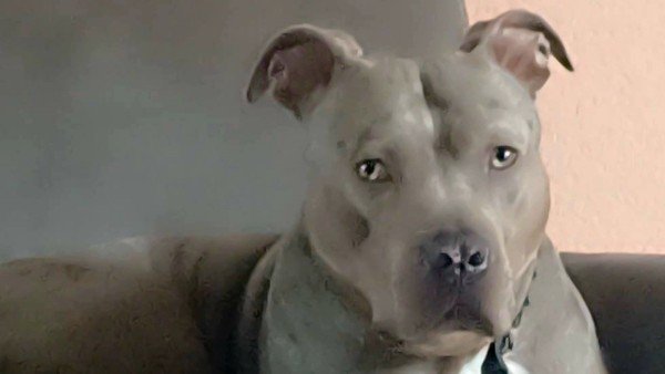 Bailey