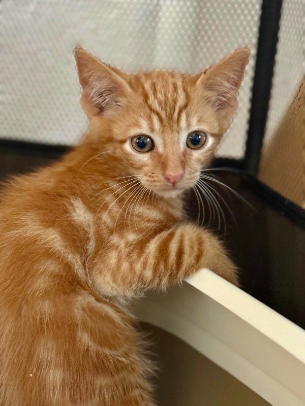 Pico