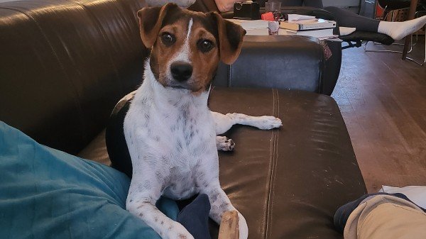 Benji