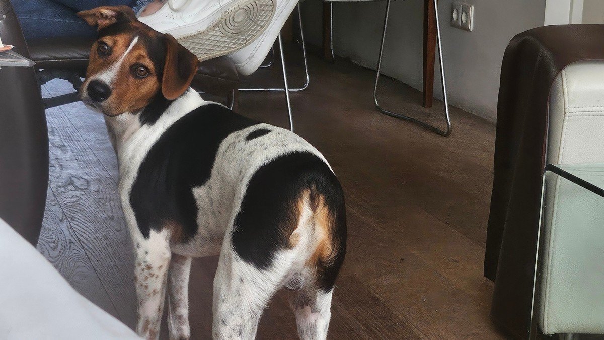 Benji