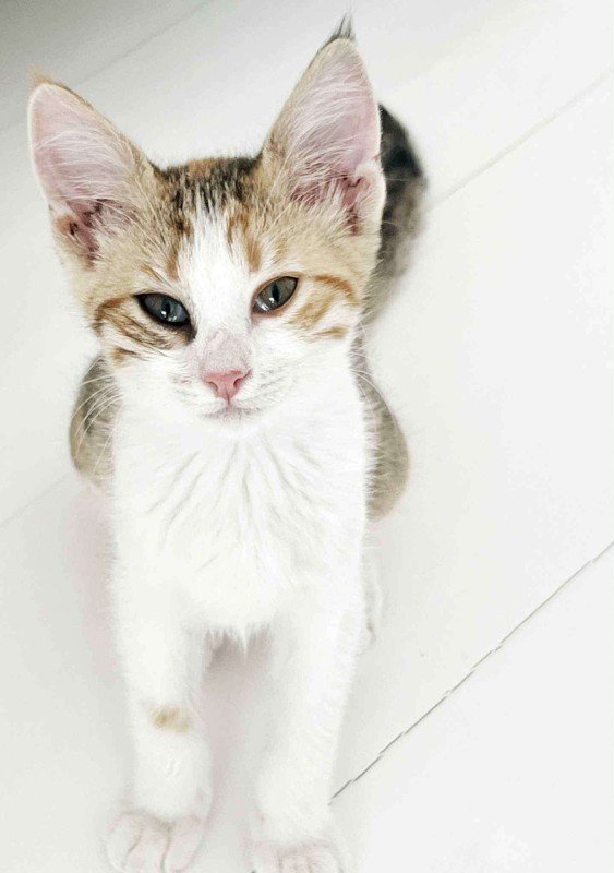Penelope