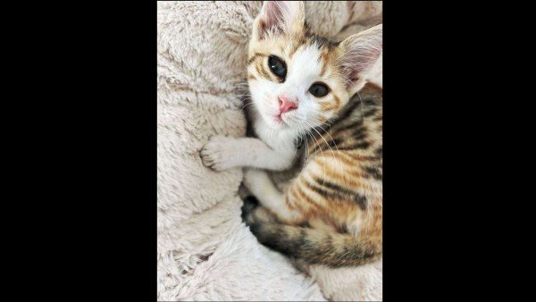 Penelope