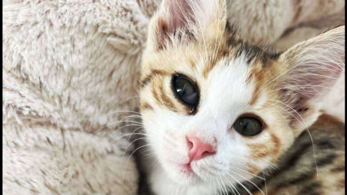 Penelope