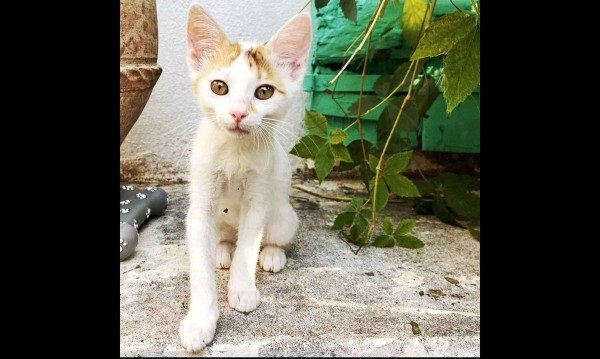 Dora