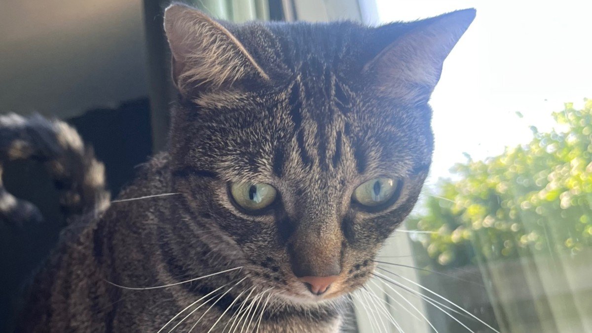 Smokey