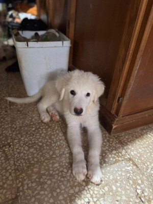 Toto