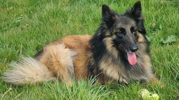 Tessie