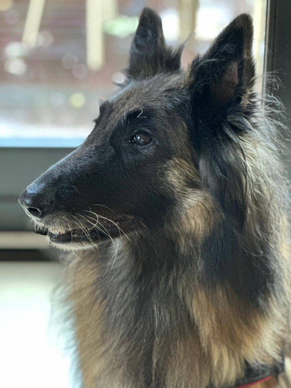 Tessie