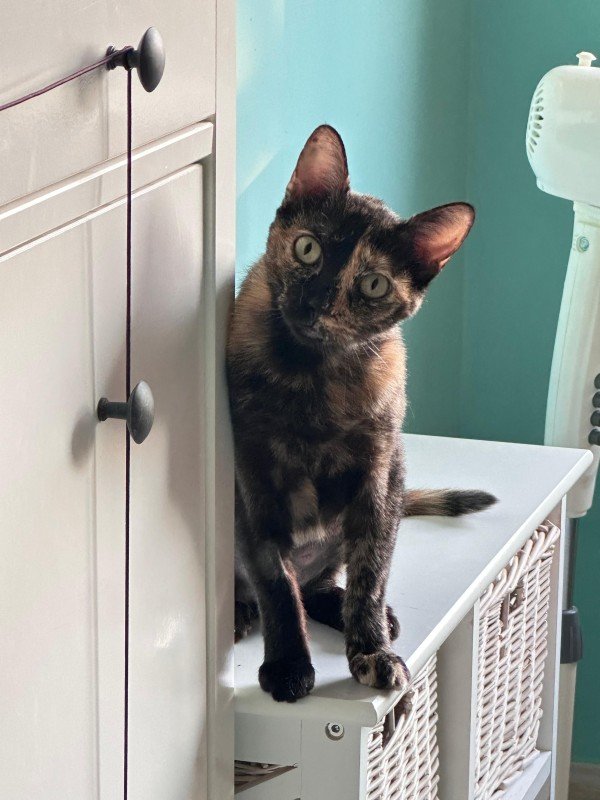 Pippa