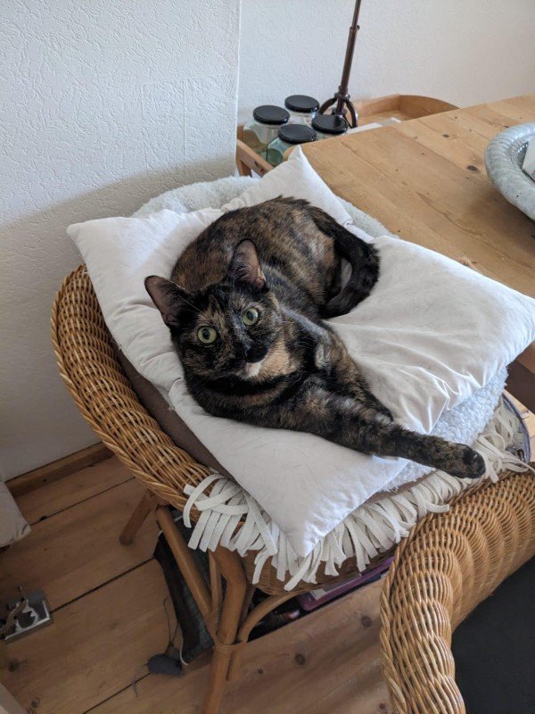 Bella