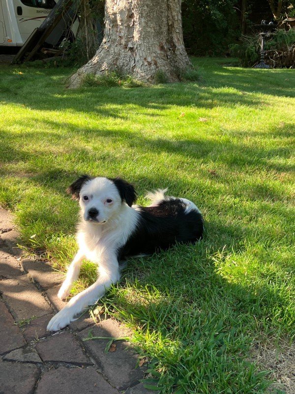 Tasha