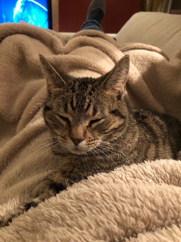 Tinkerbel
