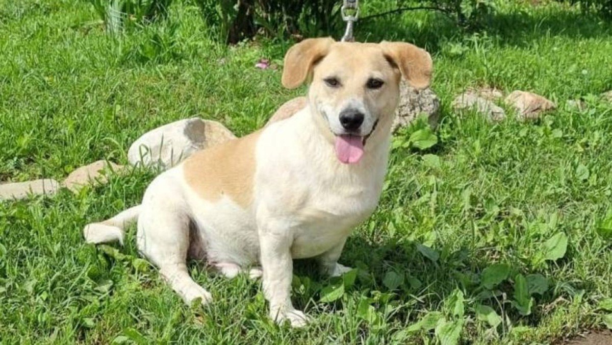 Tim